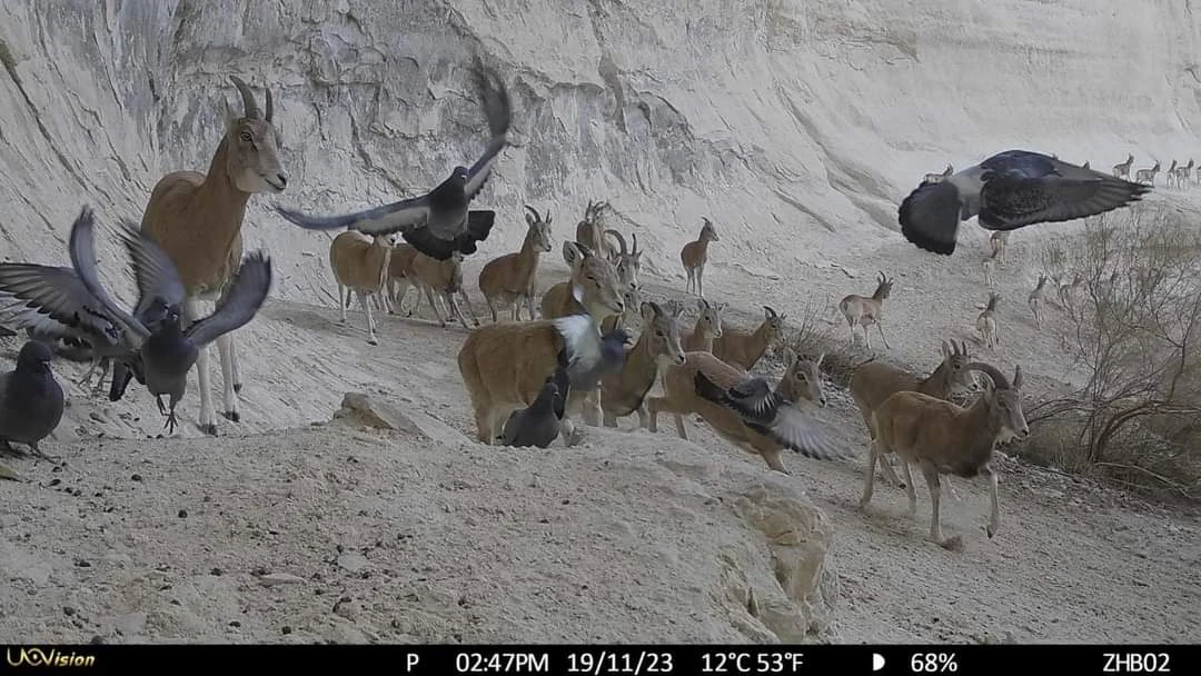 «قىزىلساي» تابيعي پاركىندە ارقار مەن قاراقۇيرىق سانى 18 پايىزعا ارتتى