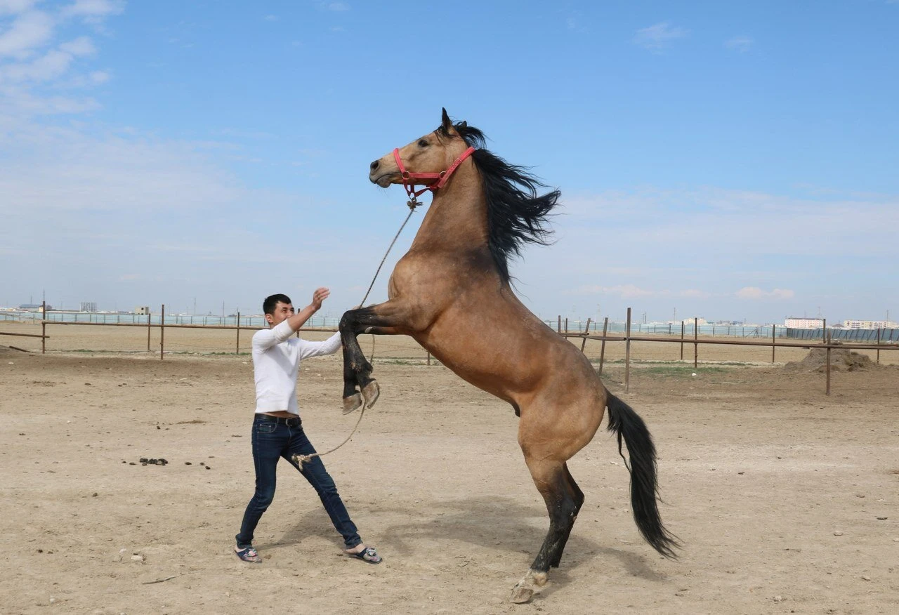 اداي جىلقىسى حالىقتىق سەلەكتسيانىڭ ۇزدىك جەتىستىگى