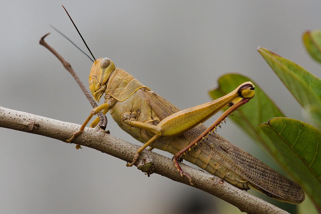 شەگىرتكەمەن كۇرەسكە قوسىمشا قارجى ءبولىندى