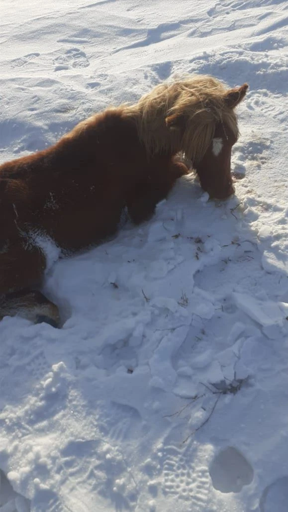 جۇگەن ۇستاپ قالماساق جارار ەدى...
