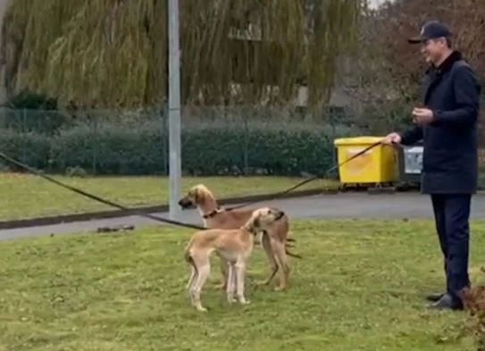 قازاقى تازى سىيلادى