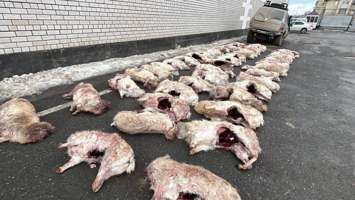 «ءبارىن باۋىزداپ تاستاعان». زاڭسىز كيىك اتقاندار ۇستالدى