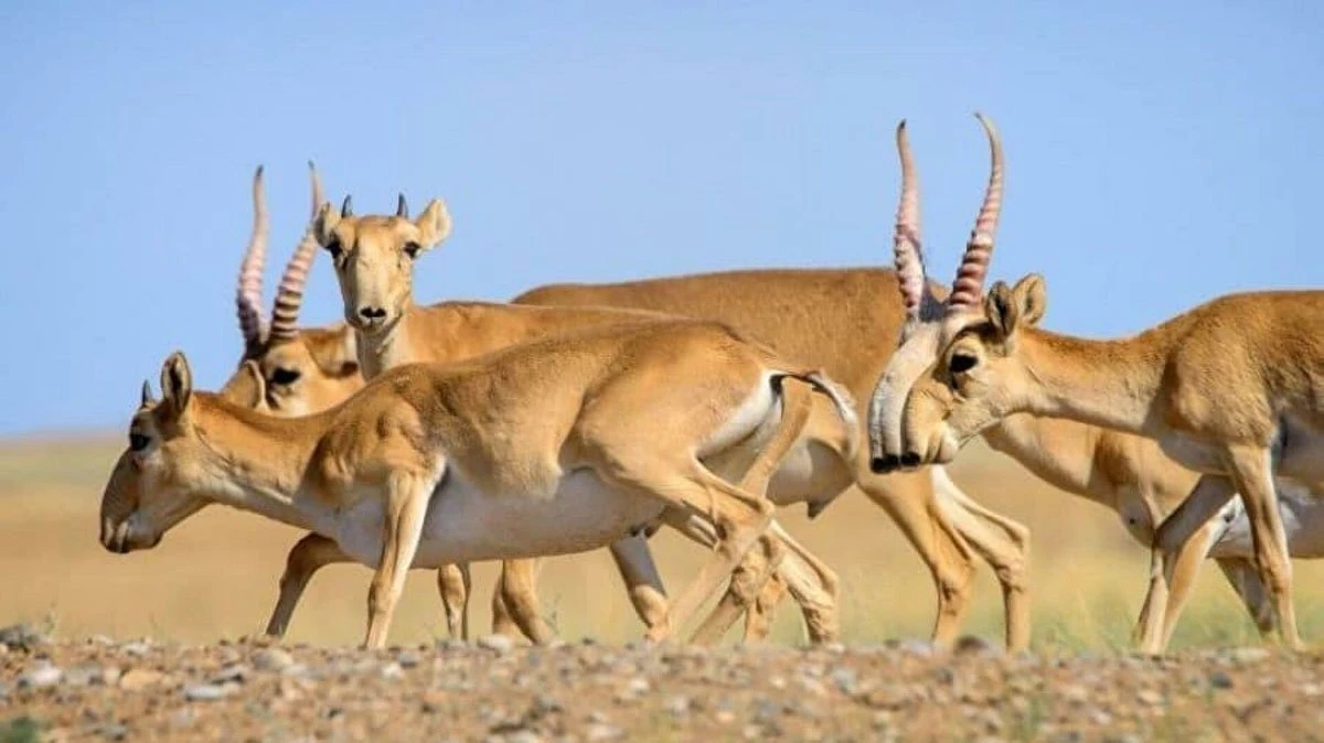 ەلىمىزدە كيىكتى اتۋعا قايتادان تىيىم سالىندى