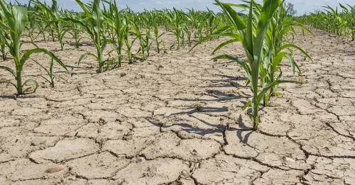 قۇرعاقشىلىقتان زارداپ شەككەن شارۋالاردىڭ نەسيەسى ۇزارتىلادى