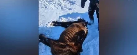 اقمولا وبلىسىندا جىلقىلار اشتان قىرىلىپ جاتىر