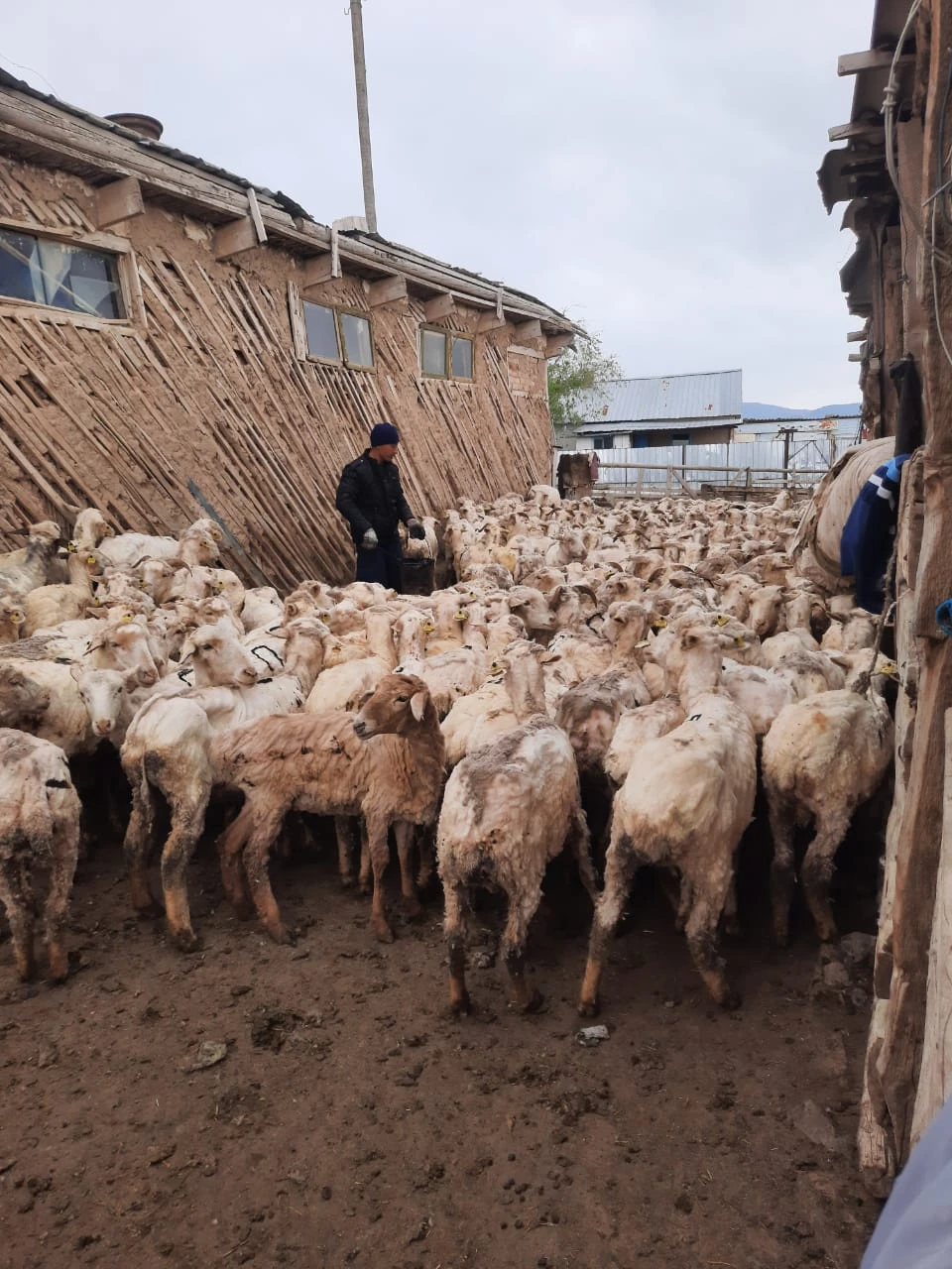 قوي-ەشكى, سيىر كەمىپ, جىلقى مەن تۇيە كوبەيگەن