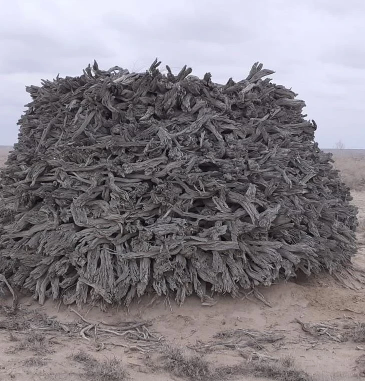 قىزىلقۇمدا قۇپيا كوپ