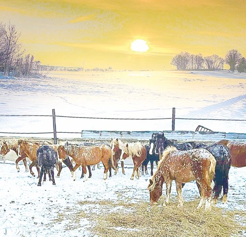 كەرەكۋ جىلقىسى نەگە جۇتادى؟