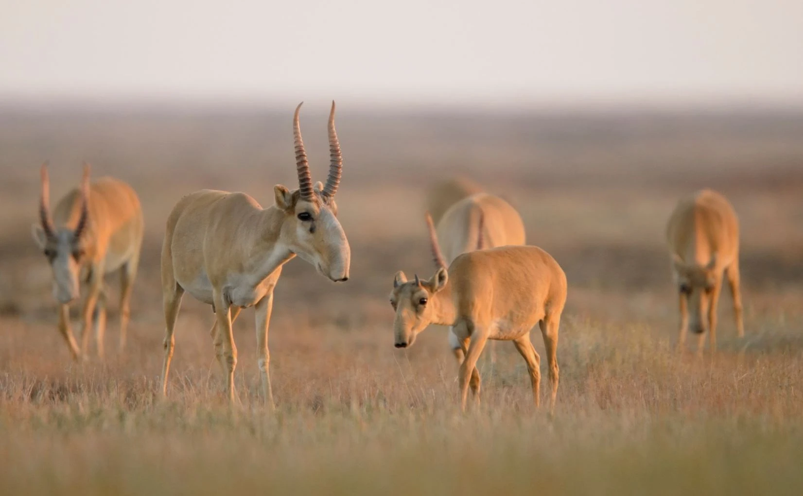 كيىك اتۋ توقتاتىلدى