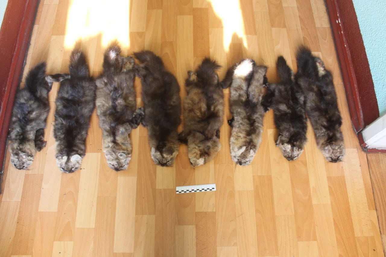 شقو-دا براكونەر قاقپانمەن سەگىز بۇلعىن ۇستاعان