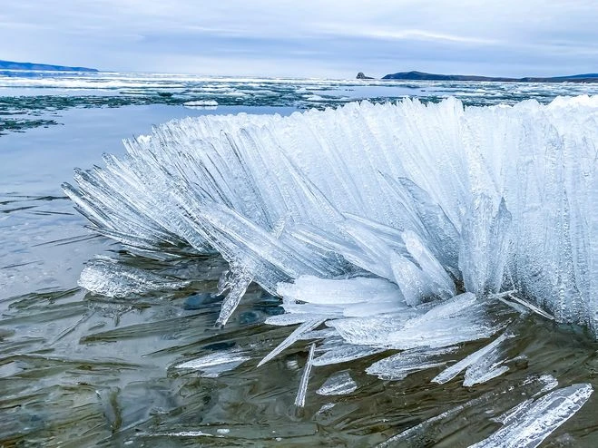 شام مۇزى: ءارى كورىكتى, ءارى قاۋىپتى
