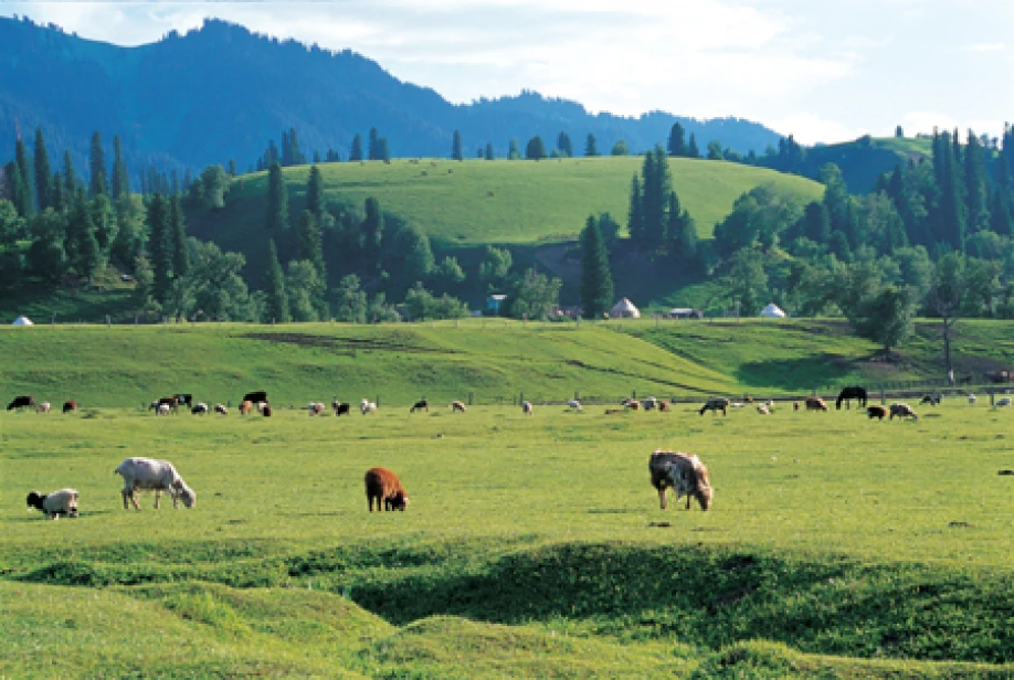 جايىلىمدى جوسىقسىز يەمدەنۋ جويىلادى