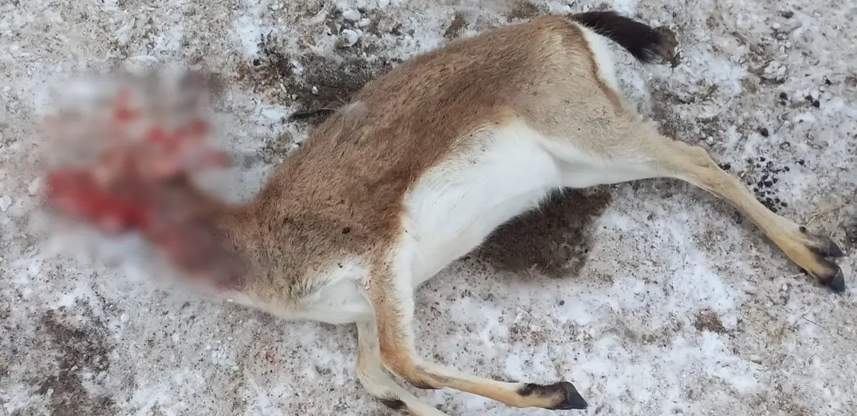 قىزىل كىتاپقا ەنگەن جانۋاردى جايراتقان كۇدىكتى قولعا ءتۇستى