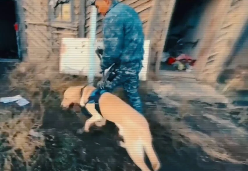 كىسى ءولتىرۋ, توناۋ, ۇرلىق. يتتەردىڭ كومەگىمەن قانداي قىلمىس اشىلعانى ايتىلدى