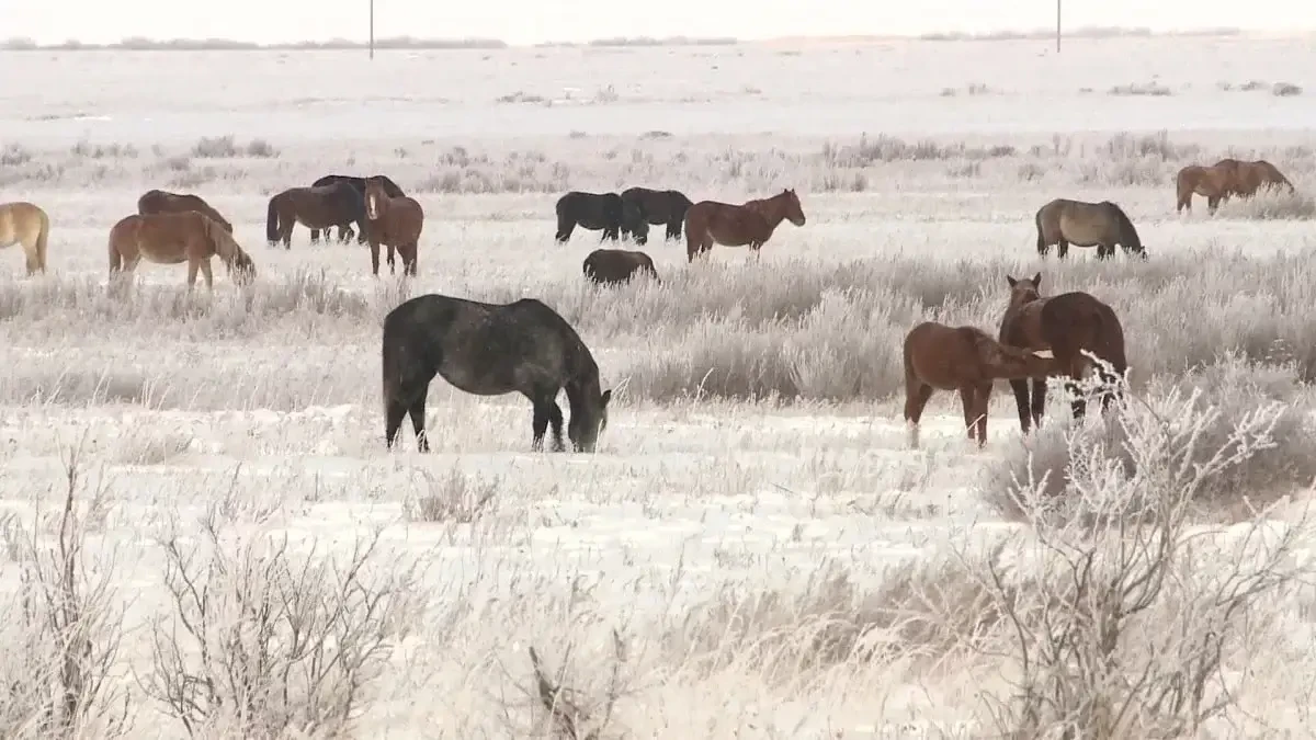 قاراعاندى وبلىسىندا بىرنەشە اۋىل كارانتينگە جابىلدى