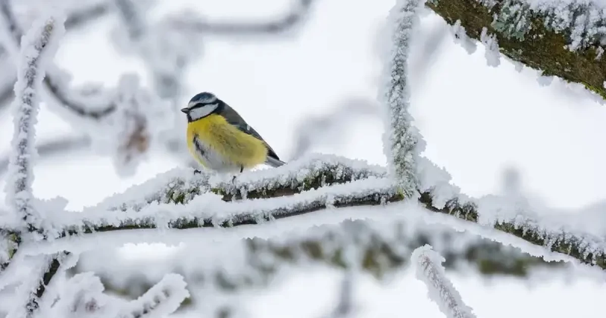 ايازدىڭ بەتى قايتپاي تۇر - سينوپتيكتەر
