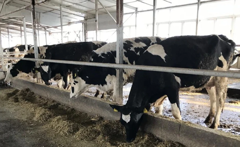 اسىل تۇقىمدى مال سانى كوبەيدى