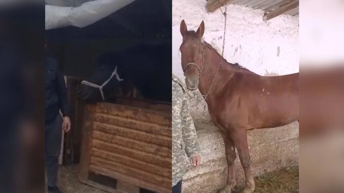 اسىل تۇقىمدى جىلقىلار يەلەرىنە قايتارىلدى