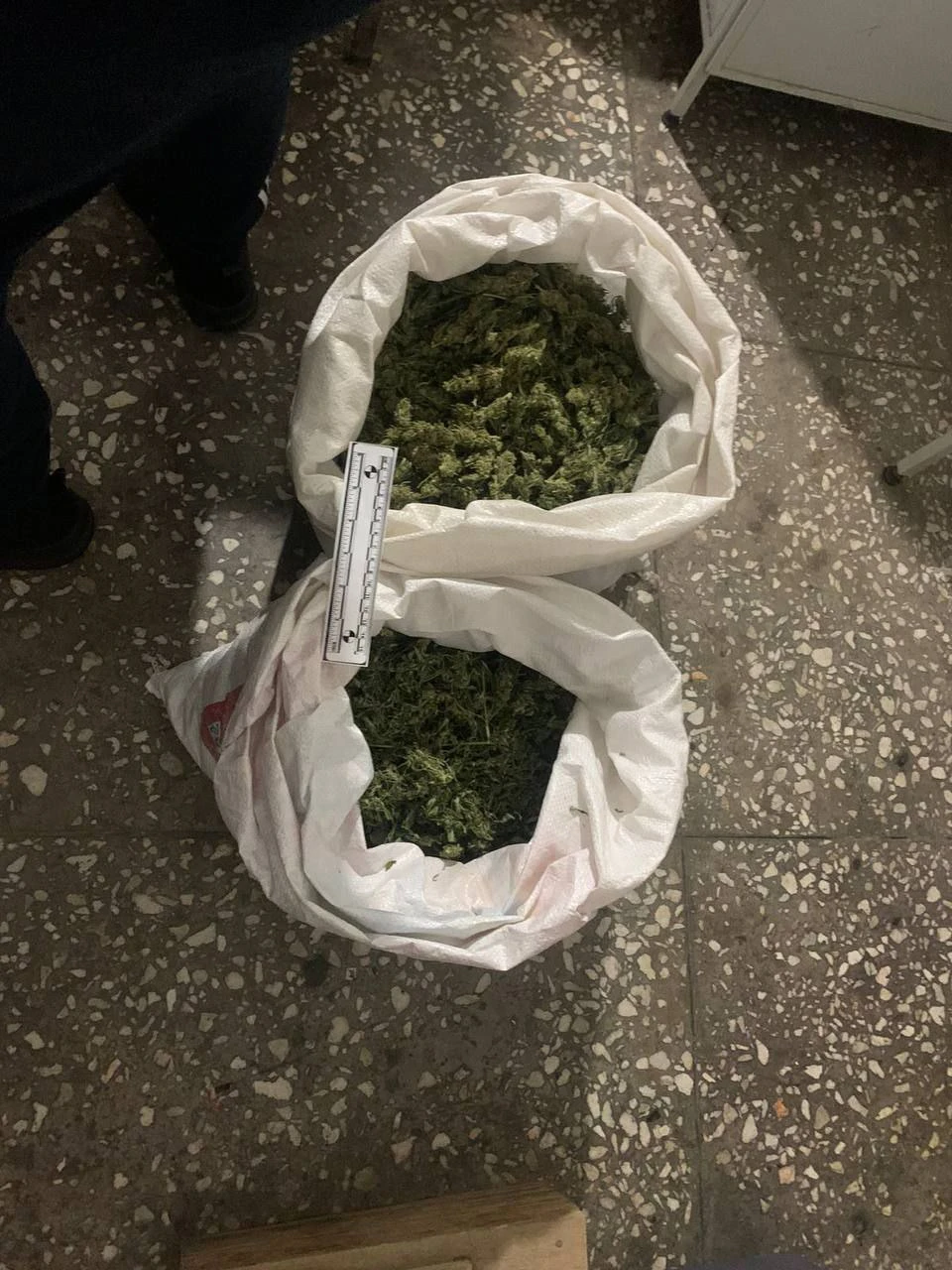 «قۇنى 10 ميلليون تەڭگە». پوليتسيا قىزمەتكەرلەرى ءۇندى ماريحۋاناسىن تاركىلەدى