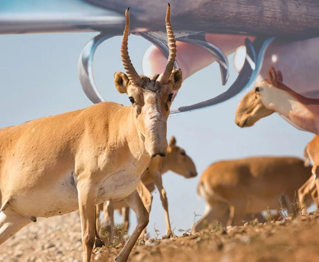 الەم كيىككە نازار اۋداردى