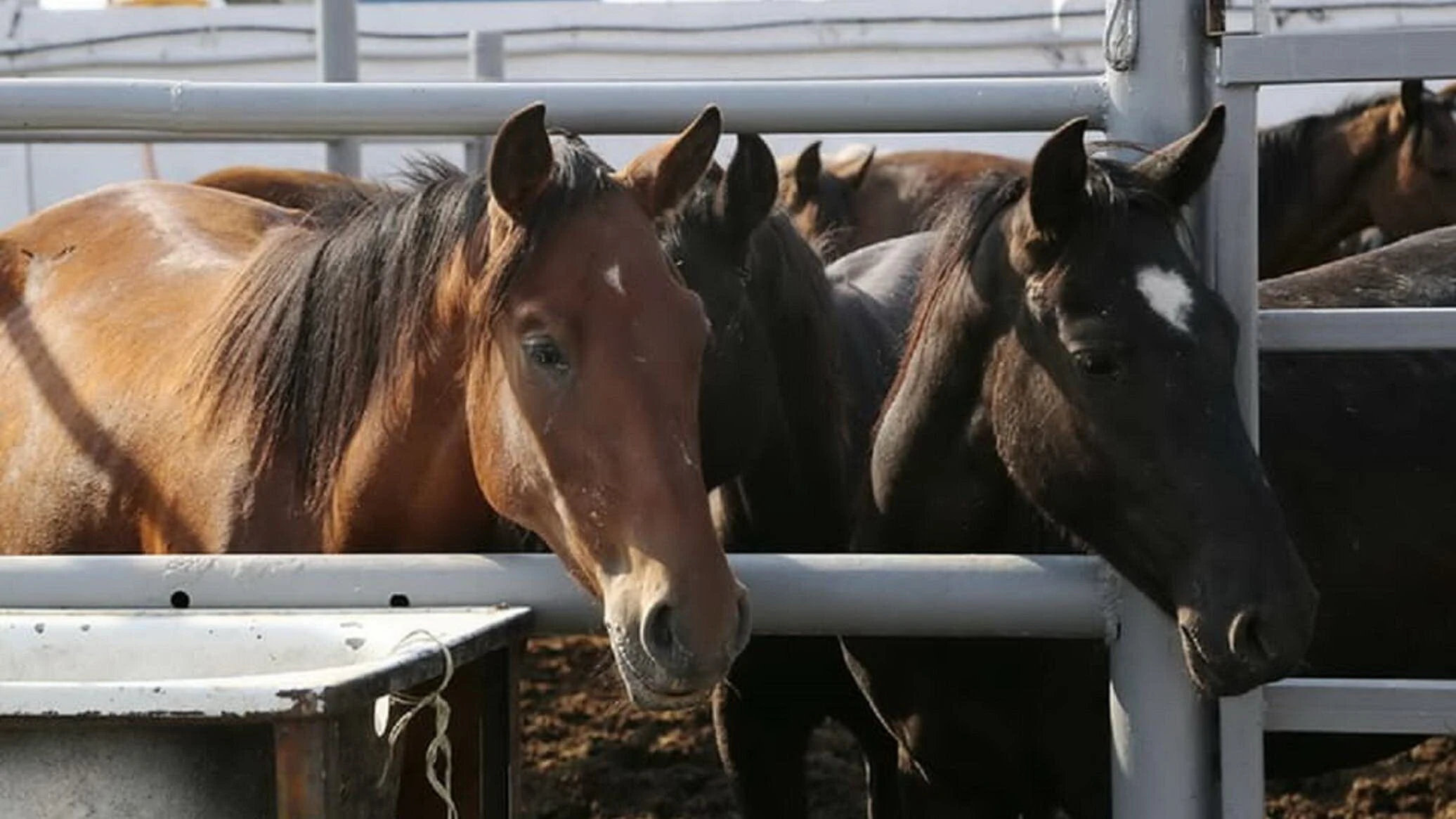 ابىگەرگە سالعان مال اۋرۋى