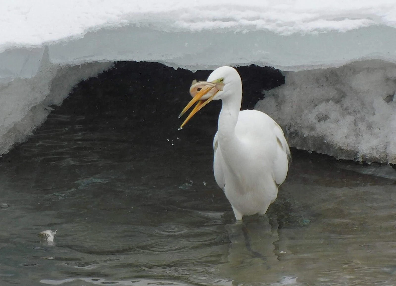 الماتىعا اققۇتان ورالدى