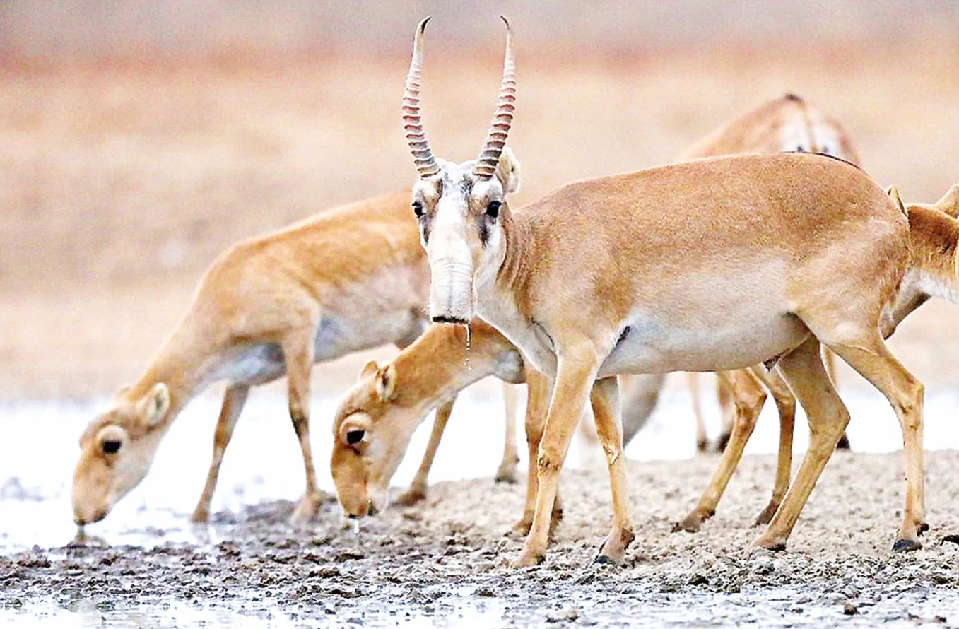 اقبوكەندى اتقاندار...