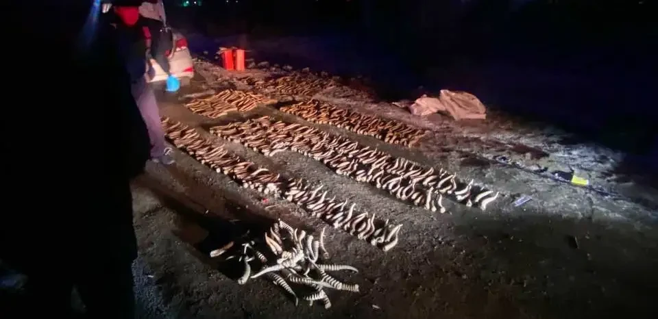 پوليتسەيلەر ورال قالاسىندا 600-دەي كيىك ءمۇيىزىن تاركىلەدى