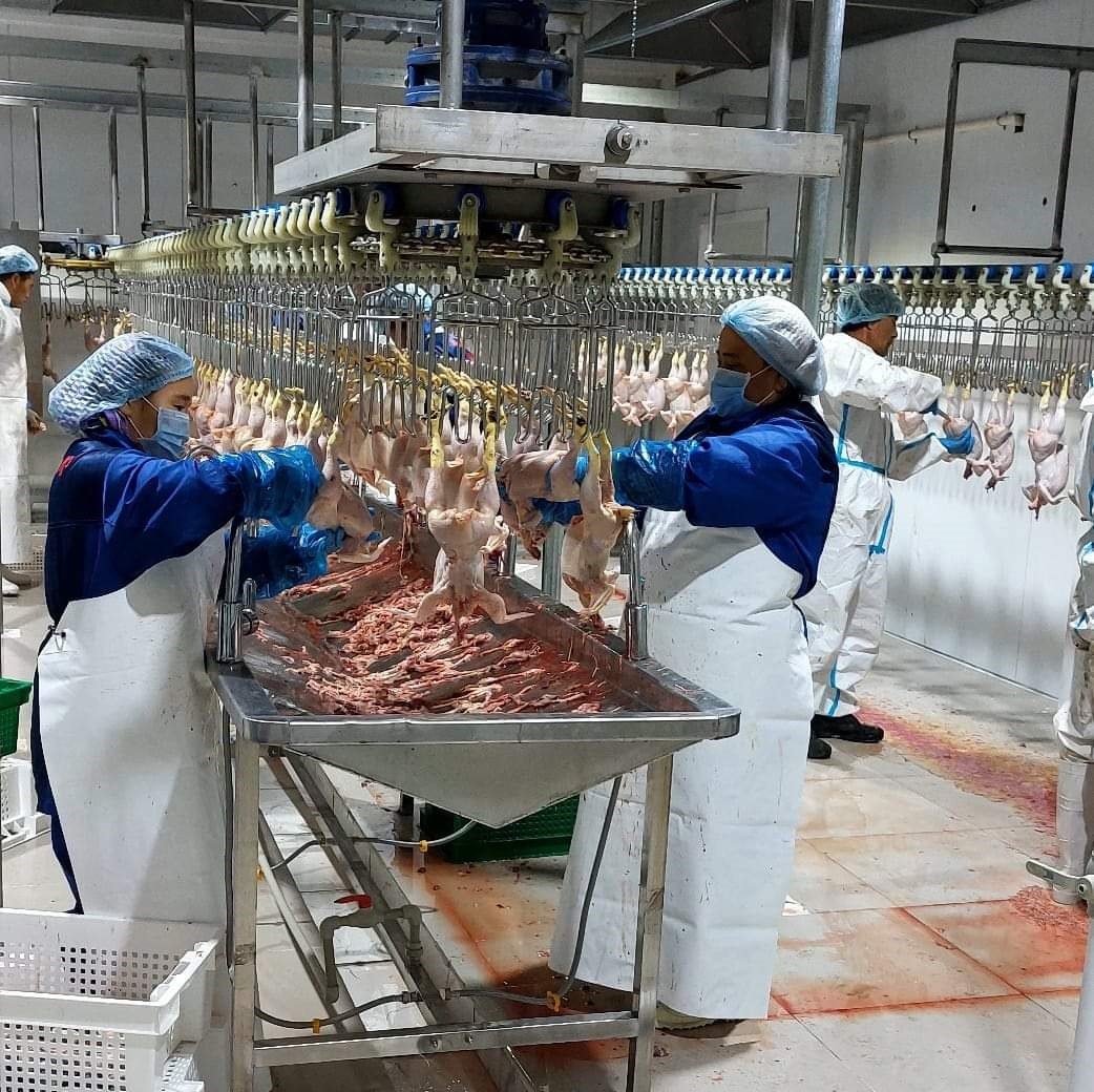 قارماقشىداعى قۇس فابريكاسى