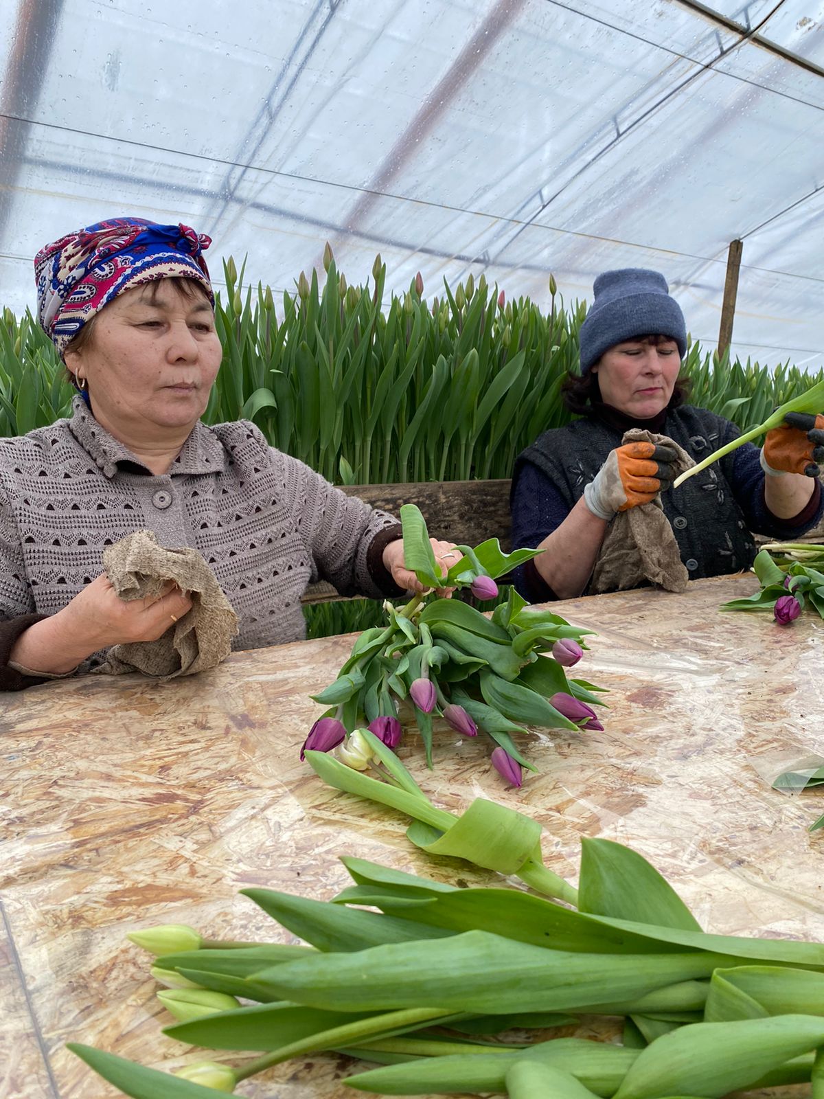 اقتوعايدىڭ قىزعالداعى