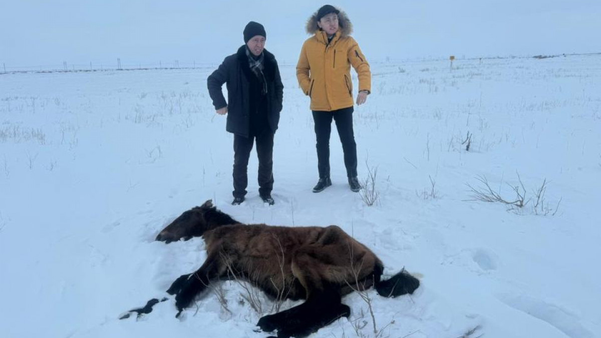  ۇلىتاۋ وبلىسىندا جىلقىلاردىڭ قىرىلۋ سەبەبى انىقتالدى