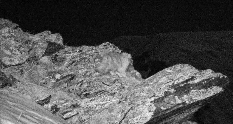 شقو-دا مانۋل مىسىعى فوتو تۇزاققا ءتۇسىپ قالدى