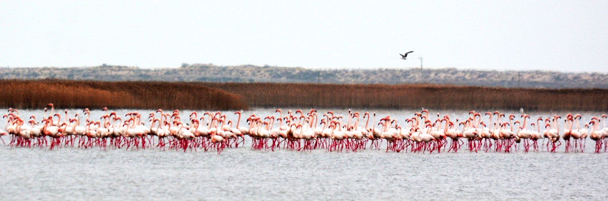 قوقيقازدار قاراكولگە ۇشىپ كەلدى