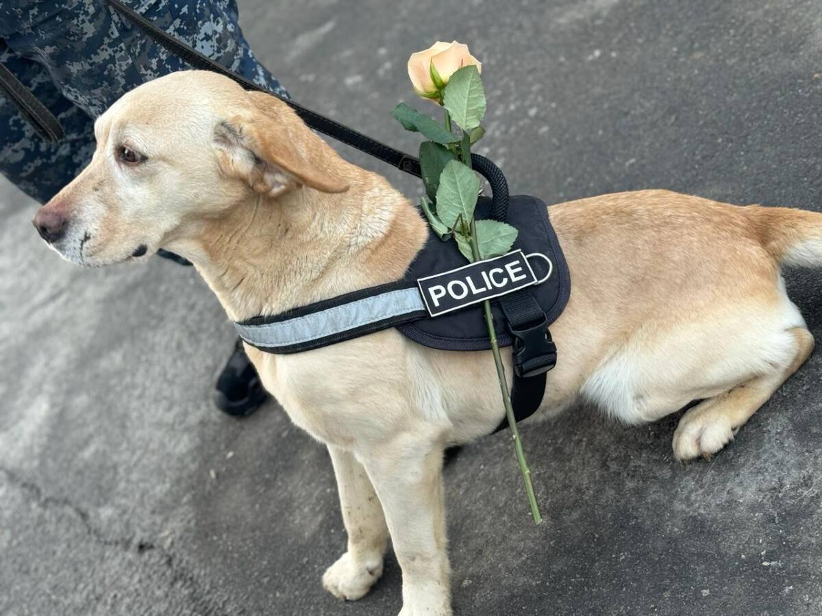 ەرەكشە قۇتتىقتاۋ پوگونداعى حانىمدارعا مەرەكەلىك كوڭىل-كۇي سىيلادى