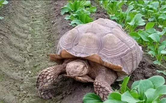 «تاسباقا جەپ, جان تاپسىردى»: بالالار قايتىس بولىپ, ەرەسەكتەر ۋلاندى