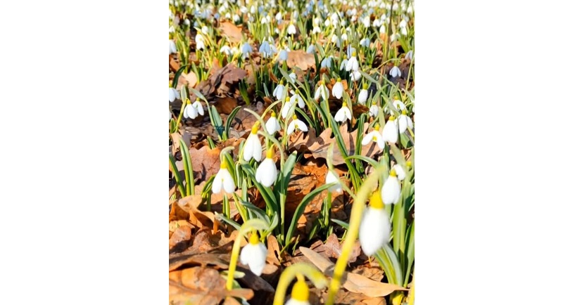 بوتانيكالىق باقتا بايشەشەك گۇلدەدى