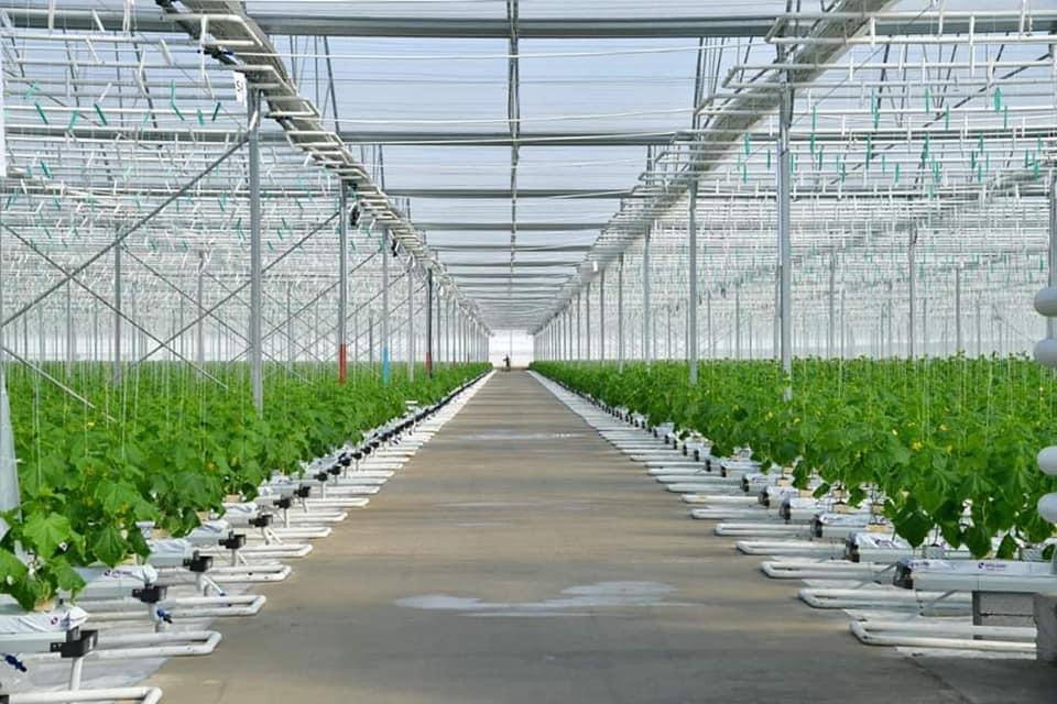 جىلىجايدىڭ جەمىستەرى