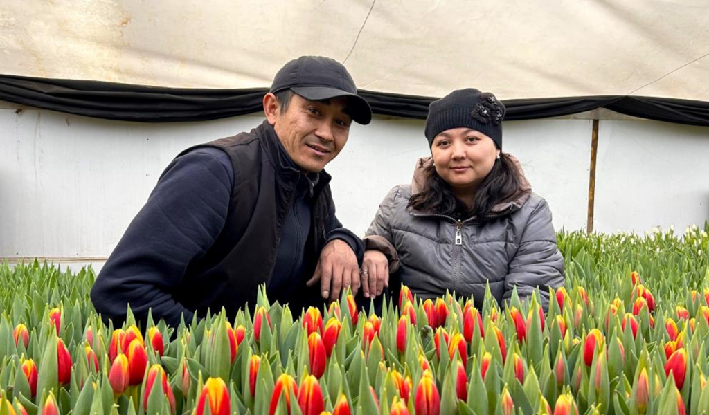 جەتىسۋعا جەرسىنگەن قىزعالداق