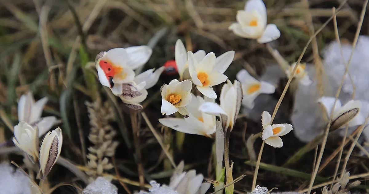 15 ناۋرىزدا ەلىمىزدە قانداي اۋا رايى بولادى؟