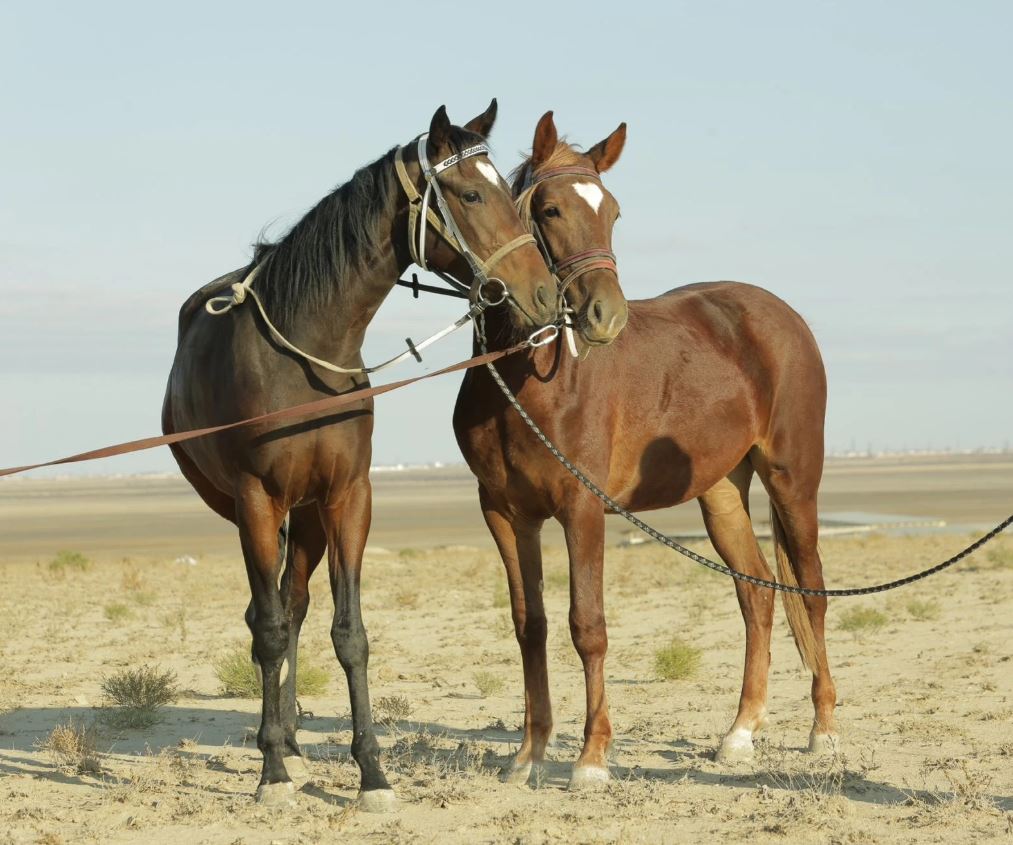 اداي ارعىماعى