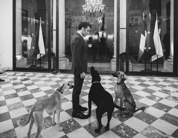 قاسىم-جومارت توقاەۆ ەممانيۋەل ماكرونعا سىيلاعان تازىلار ەليسەي سارايىندا ءجۇر