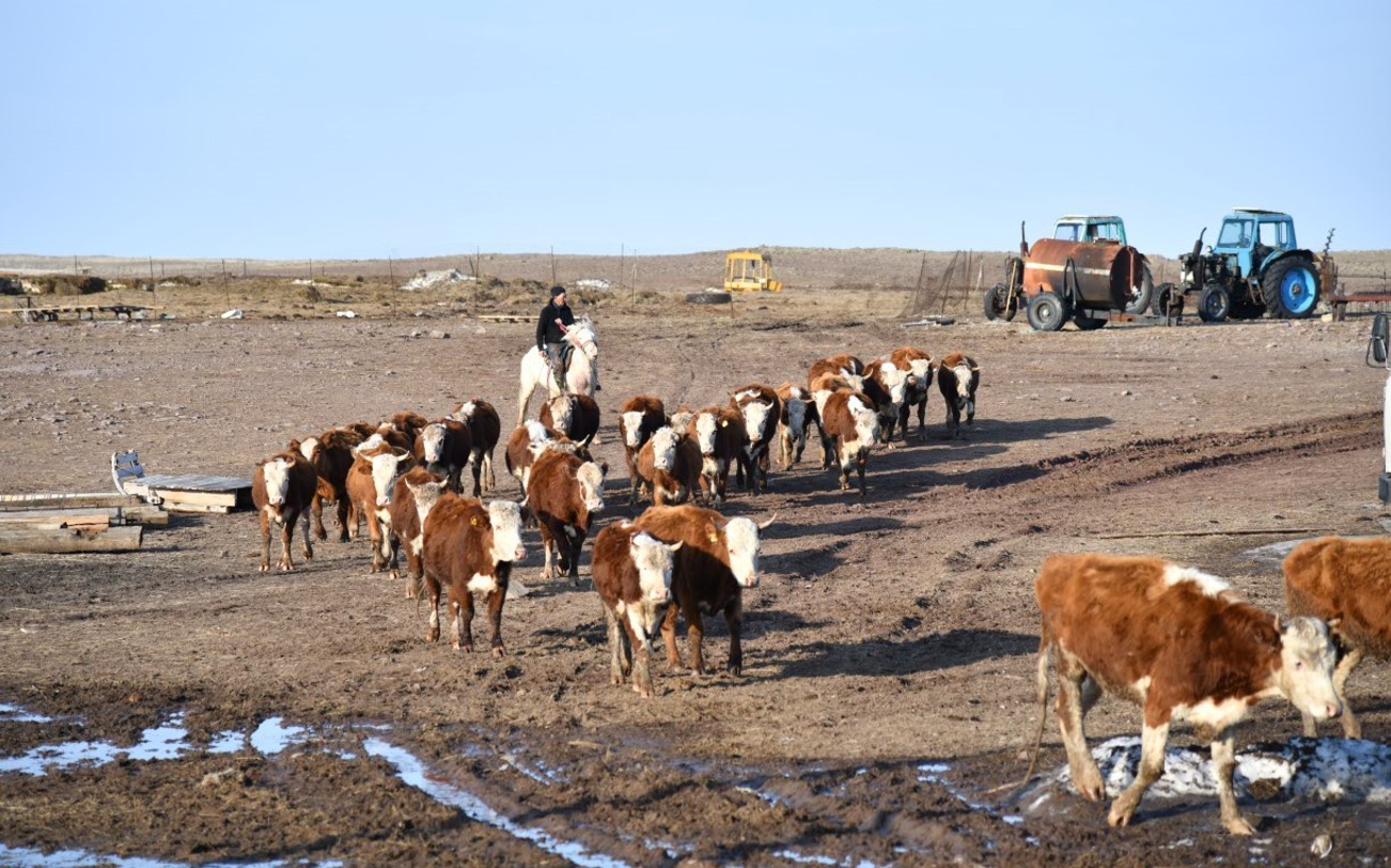 مال اۋرۋىن ەمدەۋ نازاردان تىس قالماسىن