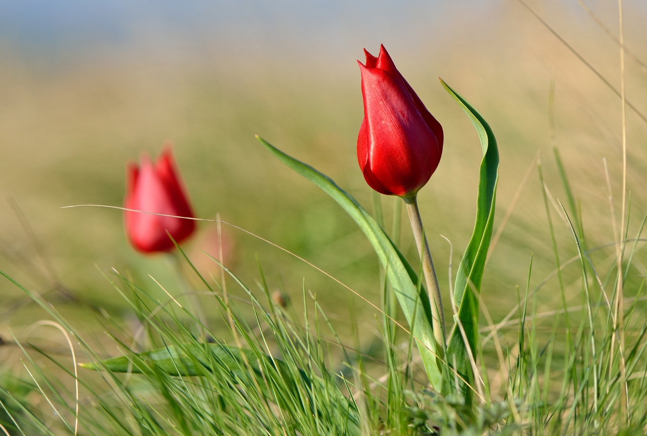 قىردىڭ ءسانى – بايشەشەك پەن قىزعالداق