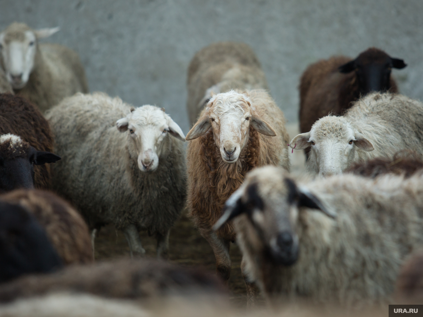 اتىراۋدا بەلگىسىز جىرتقىش مالدى قىرىپ كەتىپ جاتىر