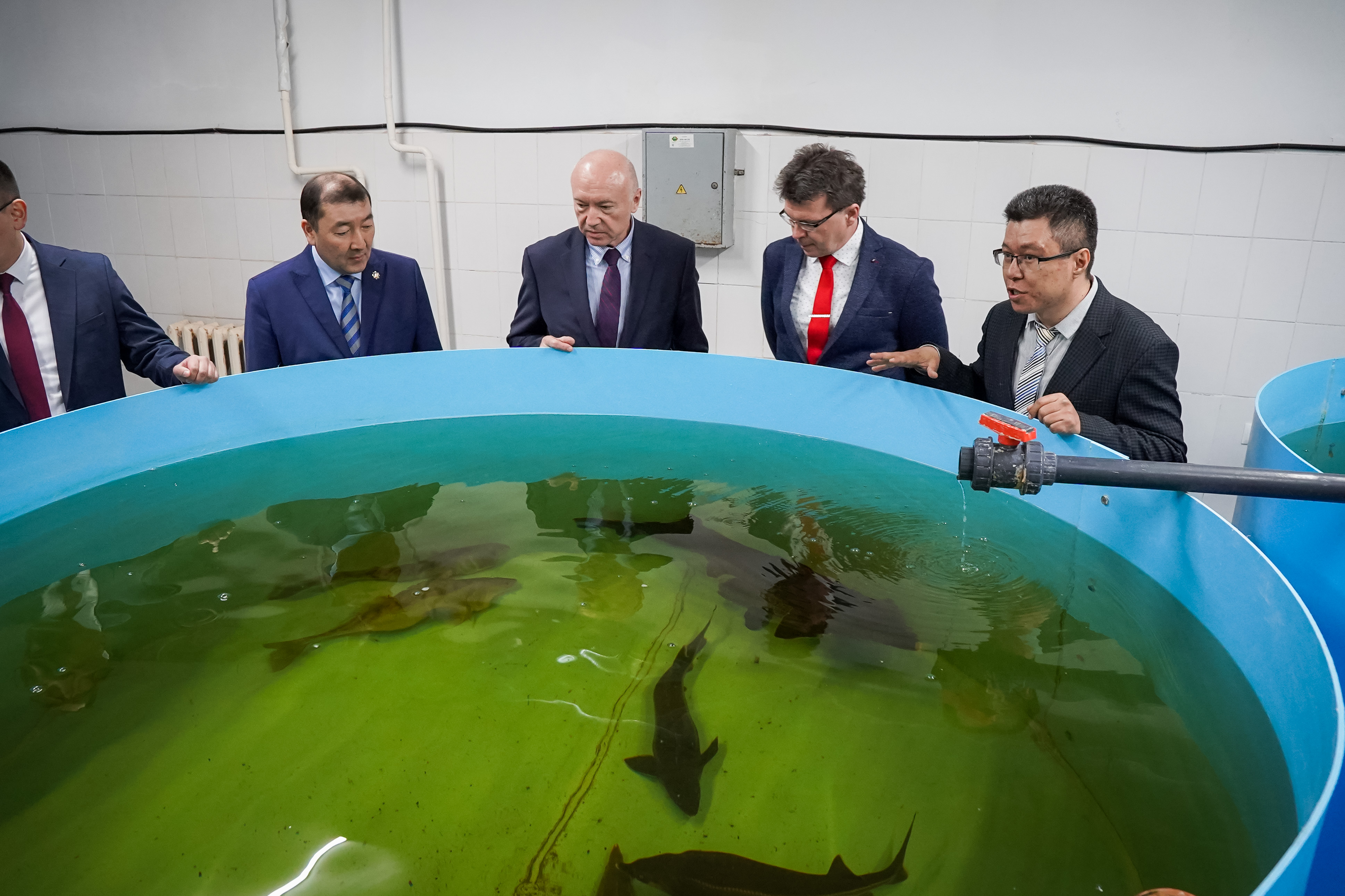 بالىق ءوسىرۋ – باسىم باعىت