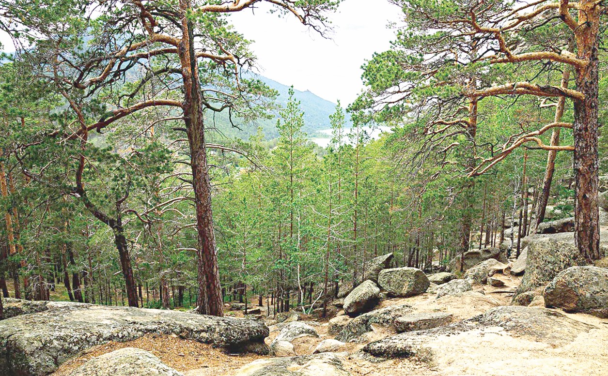 ورماندى ساقتاۋدىڭ امالى