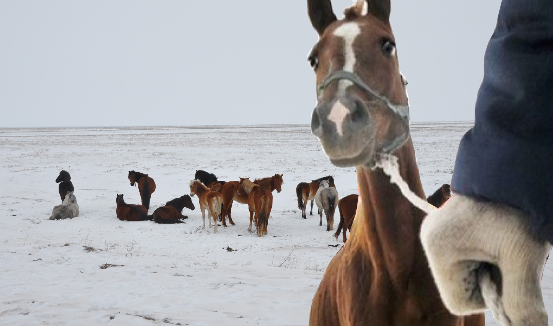 باۋكەسپەگە – بۇعالىق