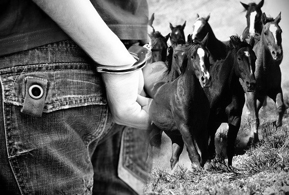 ۇزاق ۋاقىت مال ۇرلاۋمەن اينالىسقان ەكى ازامات سوتتالدى