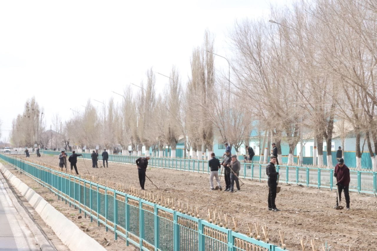 30 مىڭعا جۋىق اعاش كوشەتى ەگىلدى