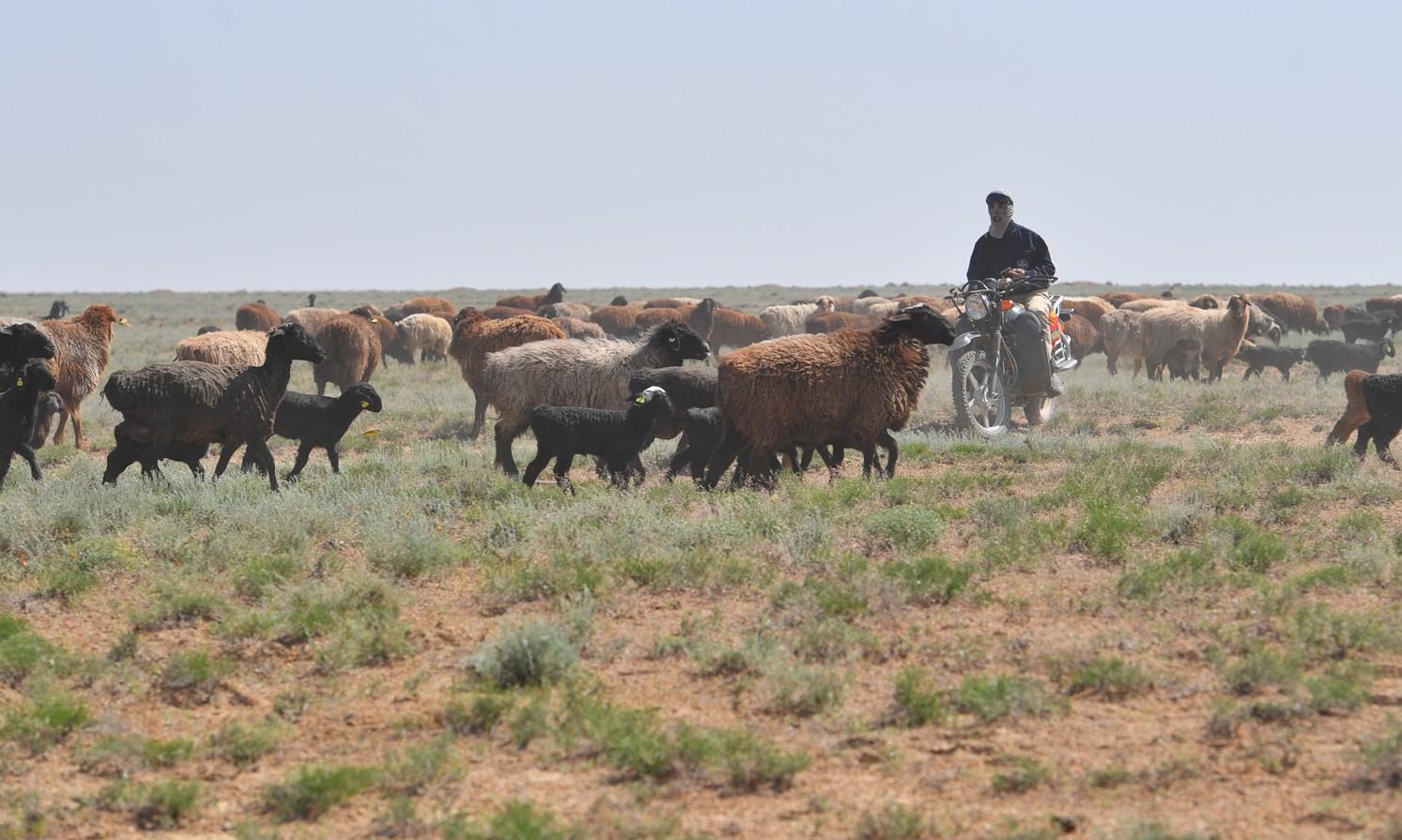 مالساق قاۋىمدى نە تولعاندىرادى؟
